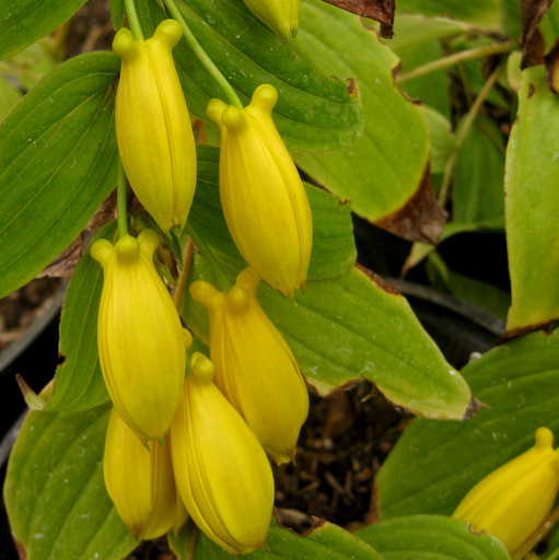 Tricyrtis macrantha ssp. macranthopsis